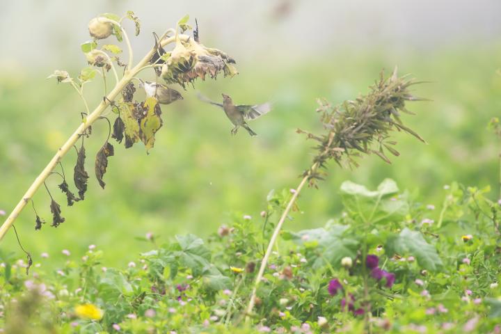 Op weg naar meer natuurinclusieve landbouw